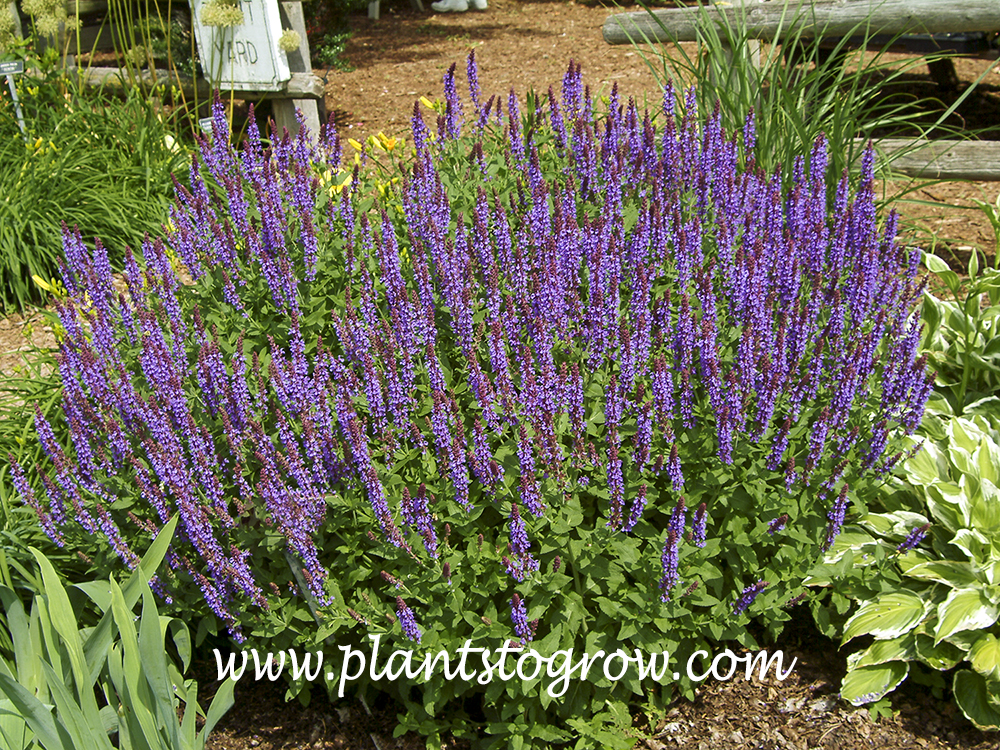 Lubeca Salvia (Salvia nemorosa)
(June 23)